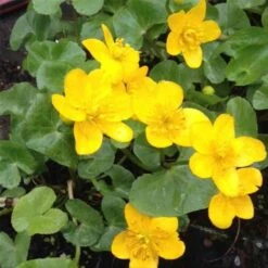 Sumpfdotterblume (Caltha Palustris) -LICHTNELKE Geschäft Caltha palustris Sumpfdotterblume lichtnelke OWZ II