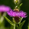 Wiesen-Flockenblume (Centaurea Jacea) -LICHTNELKE Geschäft Centaurea jacea Wiesen Flockenblume AdobeStock 366608836 sk