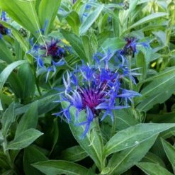 Bergflockenblume (Centaurea Montana ) Bright Blue -LICHTNELKE Geschäft Centaurea montana Bergflockenblume lichtnelke OWZ II
