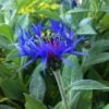 Bergflockenblume (Centaurea Montana ) Bright Blue -LICHTNELKE Geschäft Centaurea montana Bergflockenblume lichtnelke OWZ III