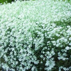 Filziges Hornkraut (Cerastium Tomentosum) Silver White -LICHTNELKE Geschäft Cerastium tomentosum Filziges Hornkraut Silver White FLOR III sk