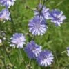 Wegwarte (Cichorium Intybus)