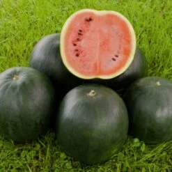 Kompakte Wassermelone (Citrullus Lanatus) Sugar Baby