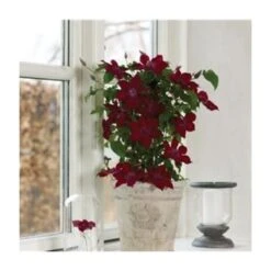 Waldrebe (Clematis) Nubia Boulevard Evipo079 13 Waldrebe (Clematis) Nubia Boulevard Evipo079 -LICHTNELKE Geschäft Clematis Waldrebe Nubia Boulevard Evipo079 PR II