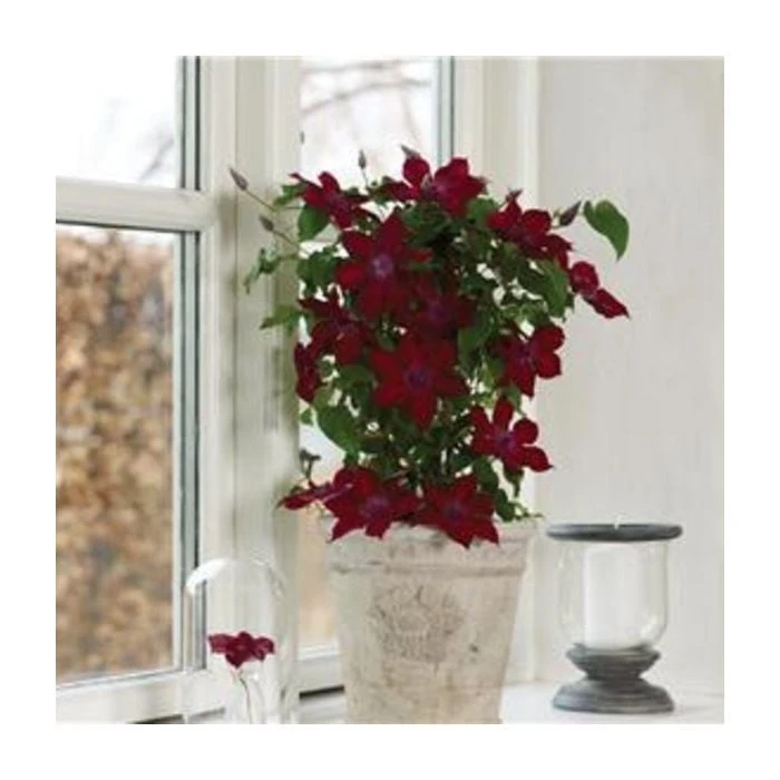 Waldrebe (Clematis) Nubia Boulevard Evipo079 5 Waldrebe (Clematis) Nubia Boulevard Evipo079 – Bild 3