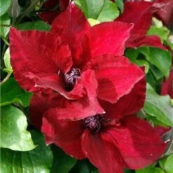 Waldrebe (Clematis) Nubia Boulevard Evipo079 14 Waldrebe (Clematis) Nubia Boulevard Evipo079 -LICHTNELKE Geschäft Clematis Waldrebe Nubia Boulevard Evipo079 PR IV