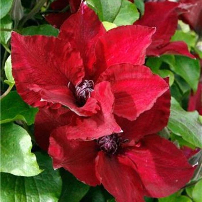 Waldrebe (Clematis) Nubia Boulevard Evipo079 6 Waldrebe (Clematis) Nubia Boulevard Evipo079 – Bild 4