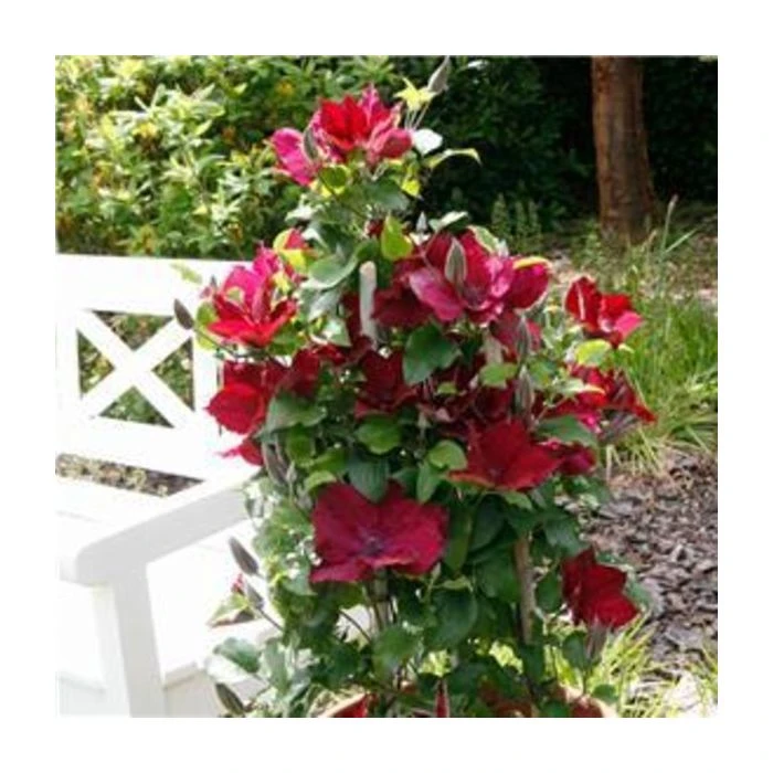 Waldrebe (Clematis) Nubia Boulevard Evipo079 7 Waldrebe (Clematis) Nubia Boulevard Evipo079 – Bild 5