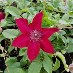 Waldrebe (Clematis) Nubia Boulevard Evipo079 12 Waldrebe (Clematis) Nubia Boulevard Evipo079 -LICHTNELKE Geschäft Clematis Waldrebe Nubia Boulevard Evipo079 lichtnelke OWZ I