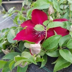 Waldrebe (Clematis) Nubia Boulevard Evipo079 16 Waldrebe (Clematis) Nubia Boulevard Evipo079 -LICHTNELKE Geschäft Clematis Waldrebe Nubia Boulevard Evipo079 lichtnelke OWZ II