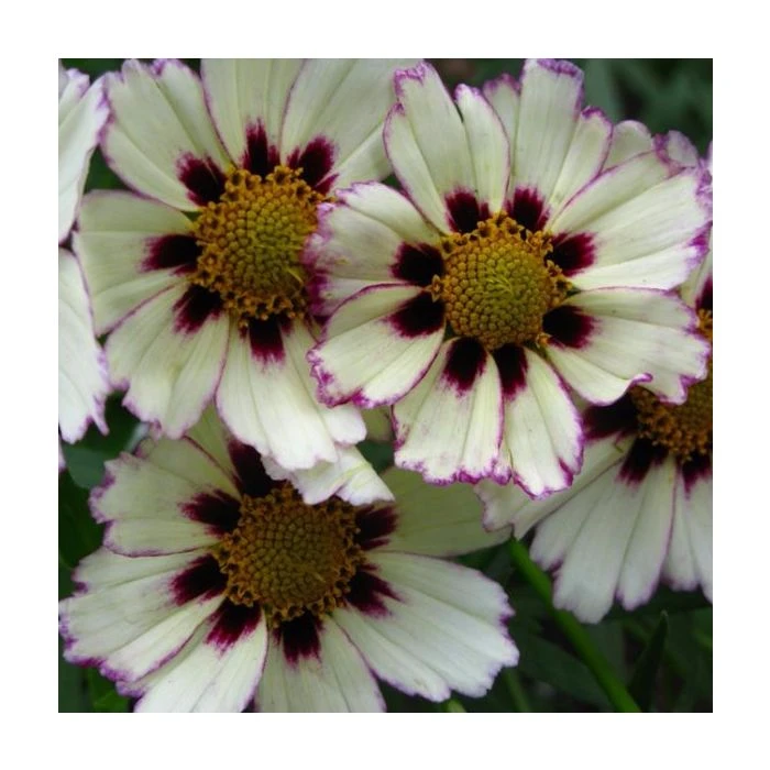 Mädchenauge (Coreopsis) LI'L BANG Star Cluster® 4 Mädchenauge (Coreopsis) LI'L BANG Star Cluster® – Bild 2