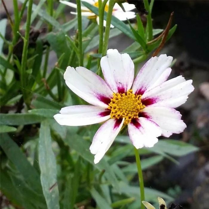 Mädchenauge (Coreopsis) LI'L BANG Star Cluster® 6 Mädchenauge (Coreopsis) LI'L BANG Star Cluster® – Bild 4