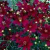 Mädchenauge (Coreopsis) Red Satin -LICHTNELKE Geschäft Coreopsis Mdchenauge Red Satin AP I 1