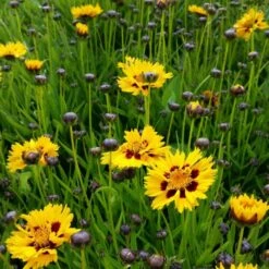 54 Pflanzen (für Ein Sonnen-Beet BLAU WEISS GELB Mit PFLANZPLAN) Mix -LICHTNELKE Geschäft Coreopsis grandiflora Grossblumiges Maedchenauge Sunfire lichtnelke MIX