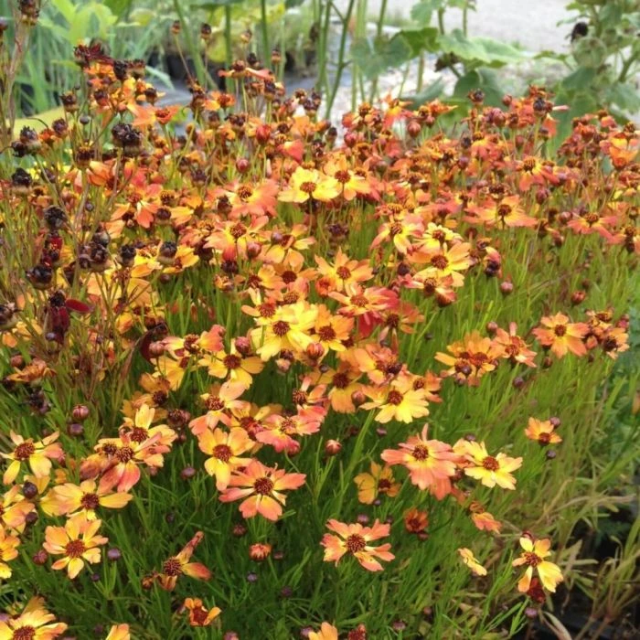 7 Pflanzen (für Einen üppig Blühenden Balkonkasten) Mix 6 7 Pflanzen (für Einen üppig Blühenden Balkonkasten) Mix – Bild 4