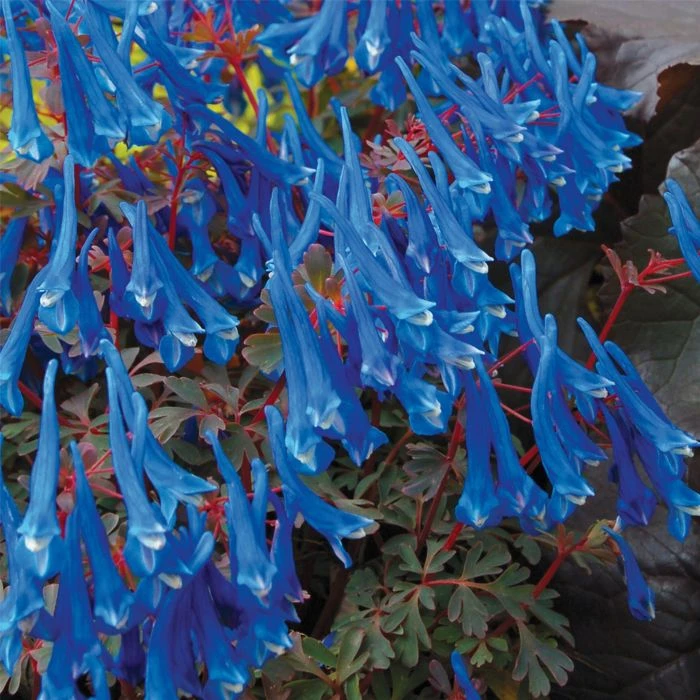 Lerchensporn (Corydalis Curviflora) Blue Heron 3 Lerchensporn (Corydalis Curviflora) Blue Heron