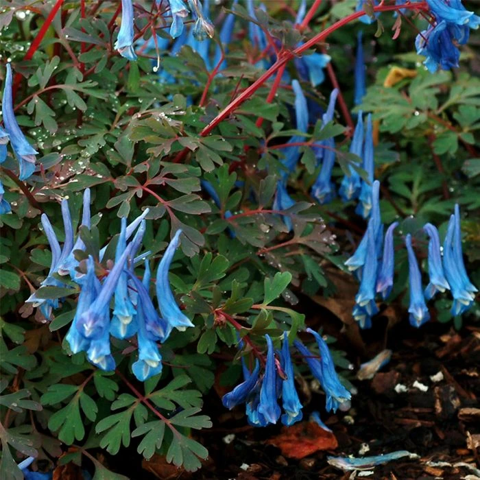 Lerchensporn (Corydalis Curviflora) Blue Heron 4 Lerchensporn (Corydalis Curviflora) Blue Heron – Bild 2