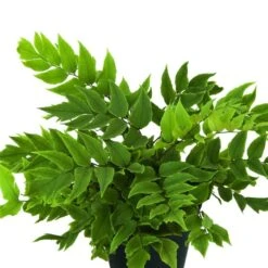 Mond-Sichelfarn (Cyrtomium Falcatum)