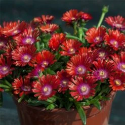 Mittagsblümchen (Delosperma) Sundella Red -LICHTNELKE Geschäft Delosperma Mittagsbluemchen Sundella Red VF III