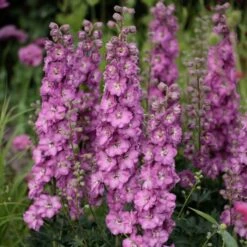 Rittersporn (Delphinium Elatum) DELGENIUS Chantay -LICHTNELKE Geschäft Delphinium Rittersporn Delgenius Chantay AP II sk