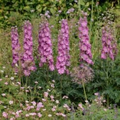 Rittersporn (Delphinium Elatum) DELGENIUS Chantay -LICHTNELKE Geschäft Delphinium Rittersporn Delgenius Chantay AP IV sk