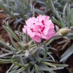 Titelseite -LICHTNELKE Geschäft Dianthus plumarius Duftende Federnelke Angel of Virtue lichtnelke III