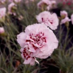 7 Pflanzen (für Einen üppig Blühenden Balkonkasten) Mix 8 7 Pflanzen (für Einen üppig Blühenden Balkonkasten) Mix -LICHTNELKE Geschäft Dianthus plumarius Duftende Federnelke Cranmere Pool lichtnelke MIX 1