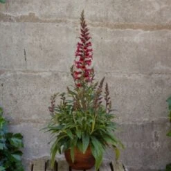 Fingerhut (Digitalis Purpurea X Isoplexis Canariensis) ILLUMINATION Raspberry -LICHTNELKE Geschäft Digitalis Fingerhut illumination raspberry VF II