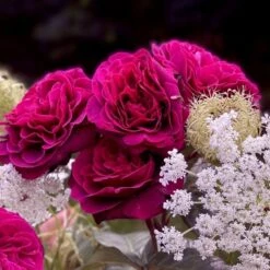 Nostalgie-Rose (Züchterrose) DEEP Secret Duftwolke -LICHTNELKE Geschäft Duftrose Zuechterrose Deep Secret Tantau I sk