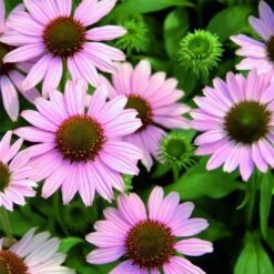 Sonnenhut (Echinacea) Conetto Melon -LICHTNELKE Geschäft Echinacea Sonnenhut Conetto Melon KR II