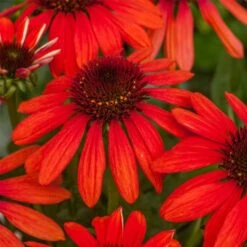 Sonnenhut (Echinacea) Red Pearl