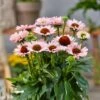 Sonnenhut (Echinacea) SUNSEEKER Salmon -LICHTNELKE Geschäft Echinacea Sonnenhut Sunseeker Salmon AP I sk
