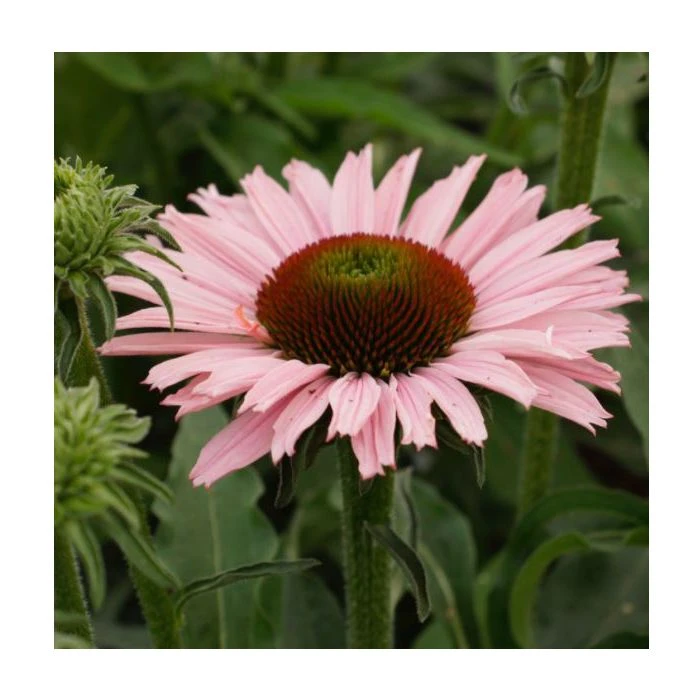 Sonnenhut (Echinacea) SUNSEEKER Salmon 4 Sonnenhut (Echinacea) SUNSEEKER Salmon – Bild 2