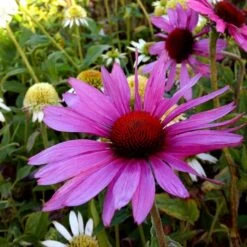 Roter Sonnenhut (Echinacea Purpurea) Scheinsonnenhut -LICHTNELKE Geschäft Echinacea purpurea Roter Sonnenhut Magnus lichtnelke OWZ IV