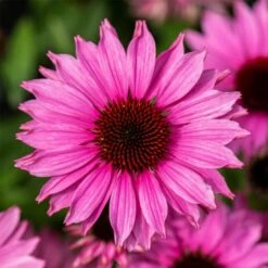 Sonnenhut (Echinacea Purpurea) SUNMAGIC Vintage Fuchsia -LICHTNELKE Geschäft Echinacea purpurea Sonnenhut SUNMAGIC VINTAGE Fuchsia VF I ski