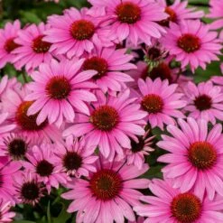 Sonnenhut (Echinacea Purpurea) SUNMAGIC Vintage Fuchsia