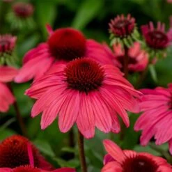 Sonnenhut (Echinacea Purpurea) SUNMAGIC Vintage Red
