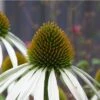 Weißer Sonnenhut (Echinacea Purpurea) White Swan -LICHTNELKE Geschäft Echinacea purpurea Weisser Sonnenhut Alba lichtnelke OWZ I