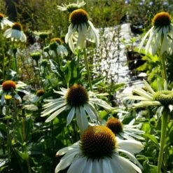Weißer Sonnenhut (Echinacea Purpurea) White Swan -LICHTNELKE Geschäft Echinacea purpurea Weisser Sonnenhut Alba lichtnelke OWZ III