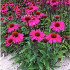 Sonnenhut (Echinacea) Sensation Pink