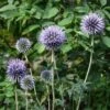 Banater Kugeldistel (Echinops Bannaticus) Blue Globe -LICHTNELKE Geschäft Echinops bannaticus Banater Kugeldistel Blue Globe lichtnelke OWZ I