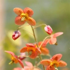 Elfenblume (Epimedium Warleyense) Ellen Willmott