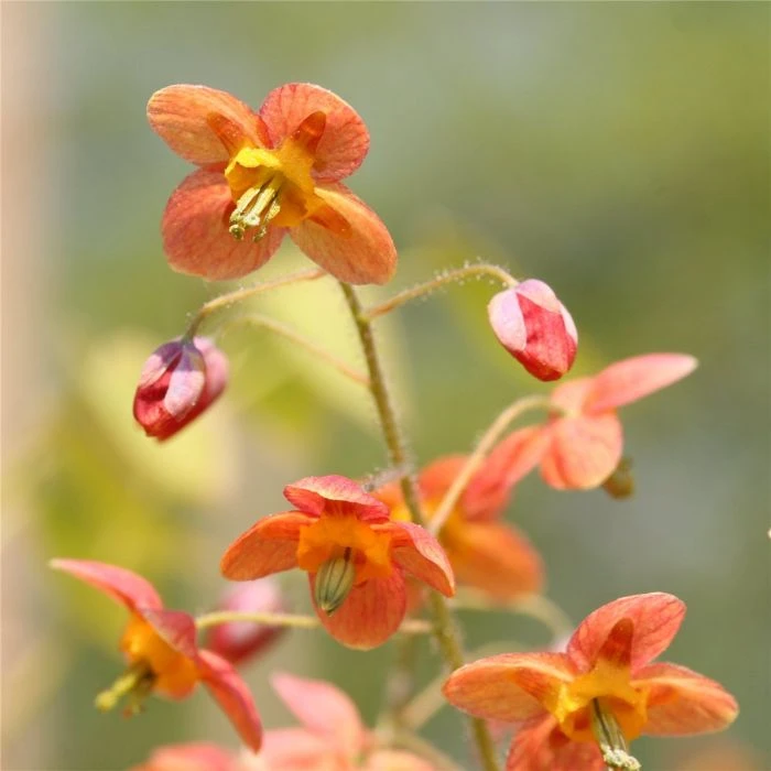 Elfenblume (Epimedium Warleyense) Ellen Willmott 3 Elfenblume (Epimedium Warleyense) Ellen Willmott