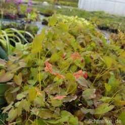 Elfenblume (Epimedium Warleyense) Orangekönigin -LICHTNELKE Geschäft Epimedium warleyense Elfenblume Orangeknigin lichtnelke II 1