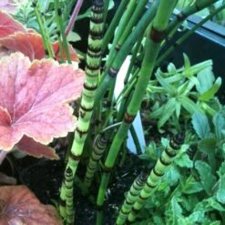 Riesen-Schachtelhalm (Equisetum Hyemale) Robustum -LICHTNELKE Geschäft Equisetum hyemale Riesen Schachtelhalm Robustum lichtnelke OWZ VI 1