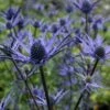 Kleine Edeldistel (Eryngium Cultorum) Lapis Blue