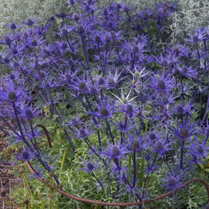 Kleine Edeldistel (Eryngium Cultorum) Lapis Blue 4 Kleine Edeldistel (Eryngium Cultorum) Lapis Blue – Bild 2