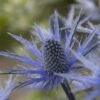 Edeldistel-Mannstreu (Eryngium X Zabelii) Big Blue -LICHTNELKE Geschäft Eryngium x zabelii Edeldistel Mannstreu Big Blue WB neu I