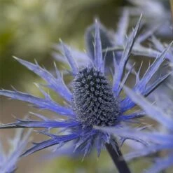 Edeldistel-Mannstreu (Eryngium X Zabelii) Big Blue