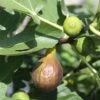 Feigenbaum (Ficus Carica) Bornholm -LICHTNELKE Geschäft Ficus carica Feigenbaum Bornholm RM I